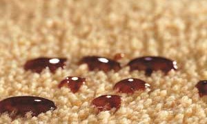 Geluiddempend tapijt en warmte-isolerend tapijt.